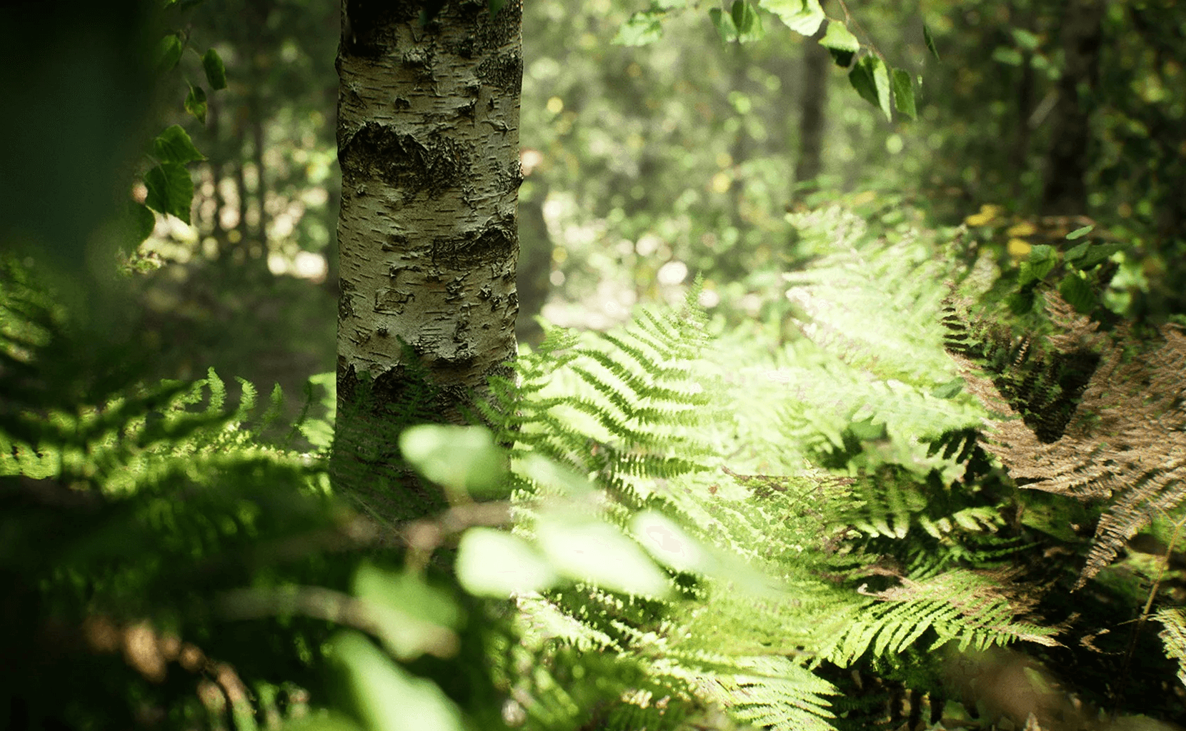 【UE4/5】MW桦树森林生物群落-MW Paper Birch Trees Forest Biome